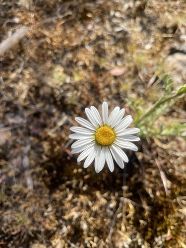Tall Daisy (Brachyscome diversifolia)
