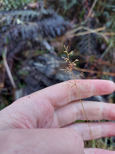 Calamagrostis gunniana, 2023-08-23