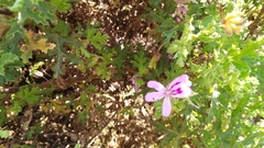 Pelargonium