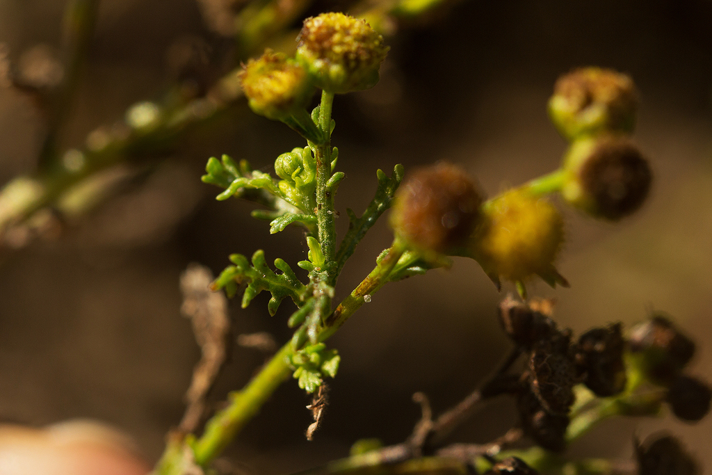 Grangea anthemoides