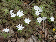 Anemonoides raddeana