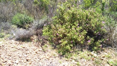 Pelargonium quercifolium