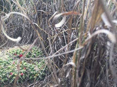 Mammillaria compressa centralifera