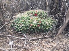 Mammillaria compressa centralifera