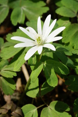 Anemonoides raddeana