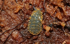 Holacanthella