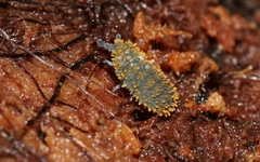 Holacanthella