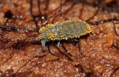 Holacanthella