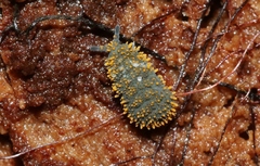 Holacanthella