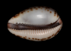 Notocypraea angustata