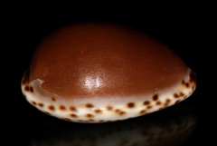 Notocypraea angustata