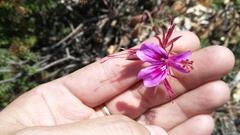 Pelargonium multicaule