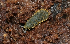 Holacanthella