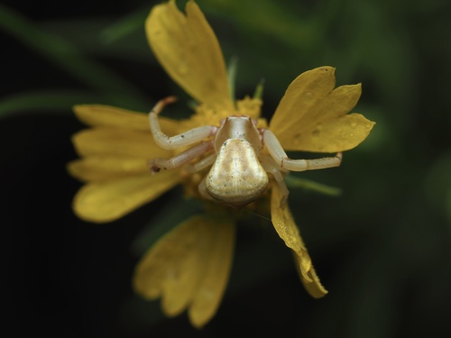 White-banded Crab Spider