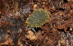 Holacanthella
