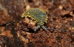 Holacanthella