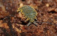 Holacanthella