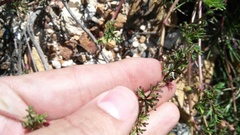 Pelargonium multicaule