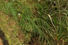 Asplenium flaccidum flaccidum