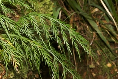 Asplenium flaccidum flaccidum
