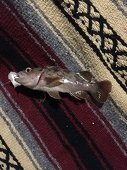 Sebastes auriculatus