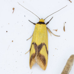 Plectobela ecliptica