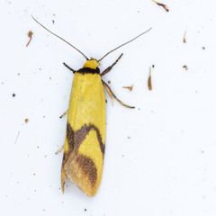 Plectobela ecliptica