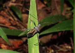 Cleotopetalops bicolor