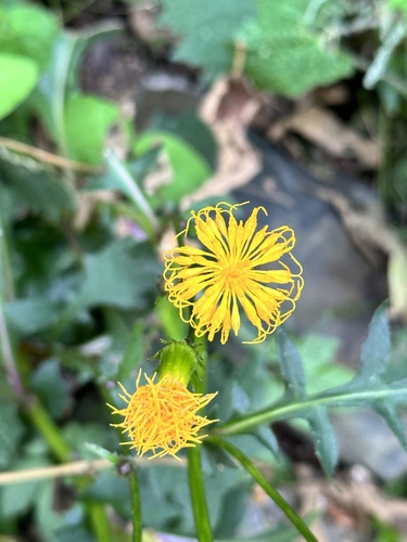 Gynura japonica iNat (3)