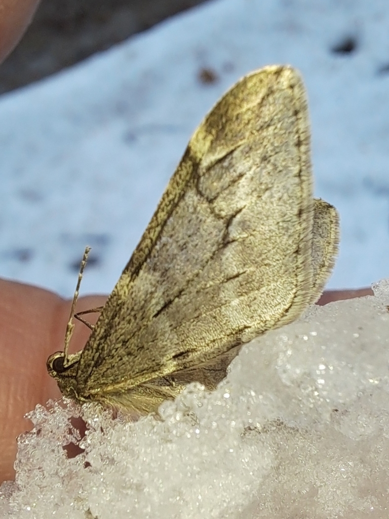 Alsophila vladimiri