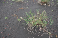 Astragalus inopinatus