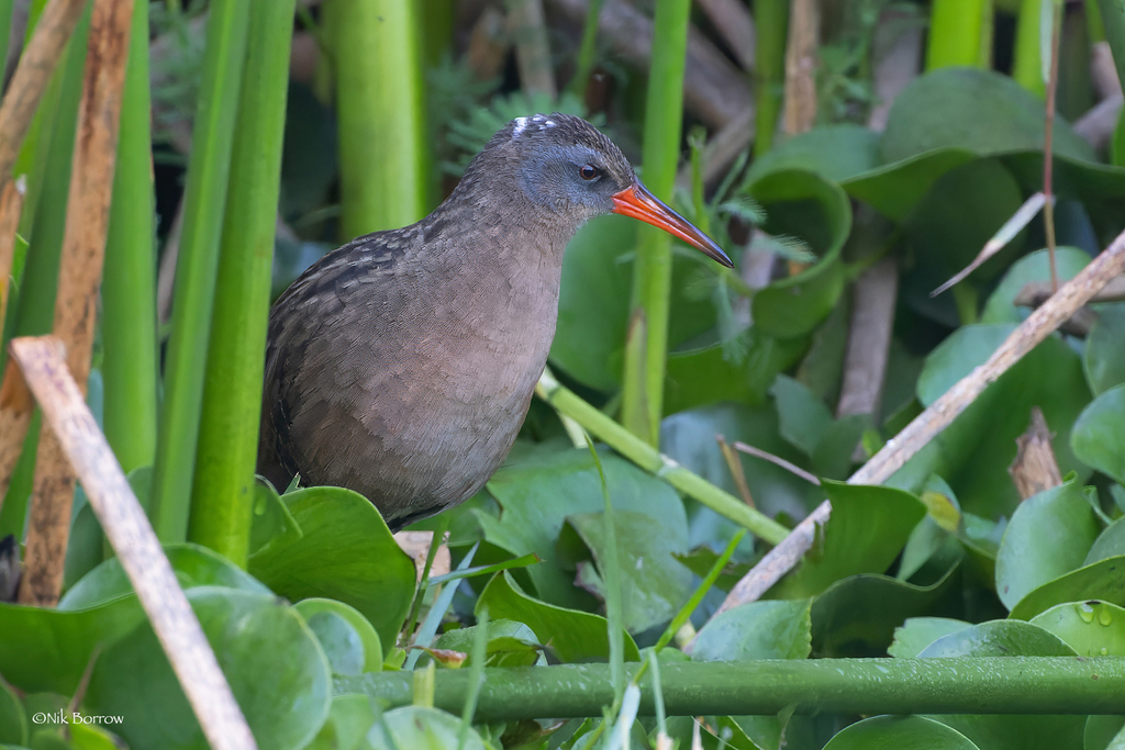 Ecuadorian Rail photo
