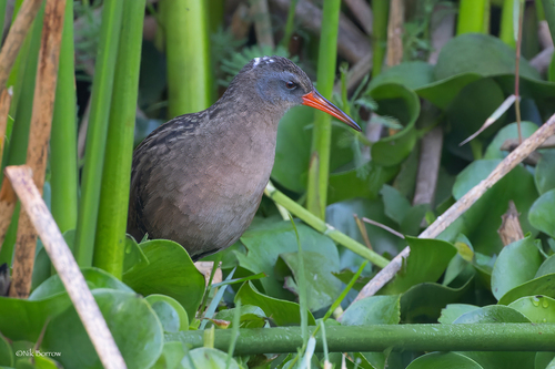 Ecuadorian rail