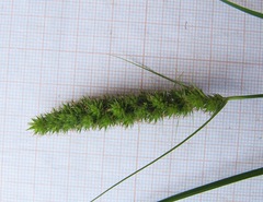 Carex leiorhyncha