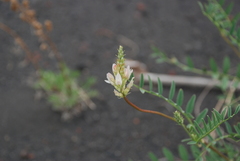 Astragalus inopinatus