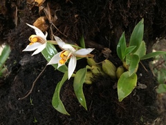 Coelogyne corymbosa