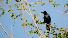 Corvus sinaloae