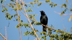 Corvus sinaloae