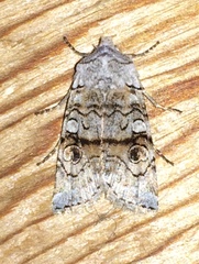 Litholomia napaea