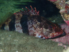 Hypoplectrodes nigroruber