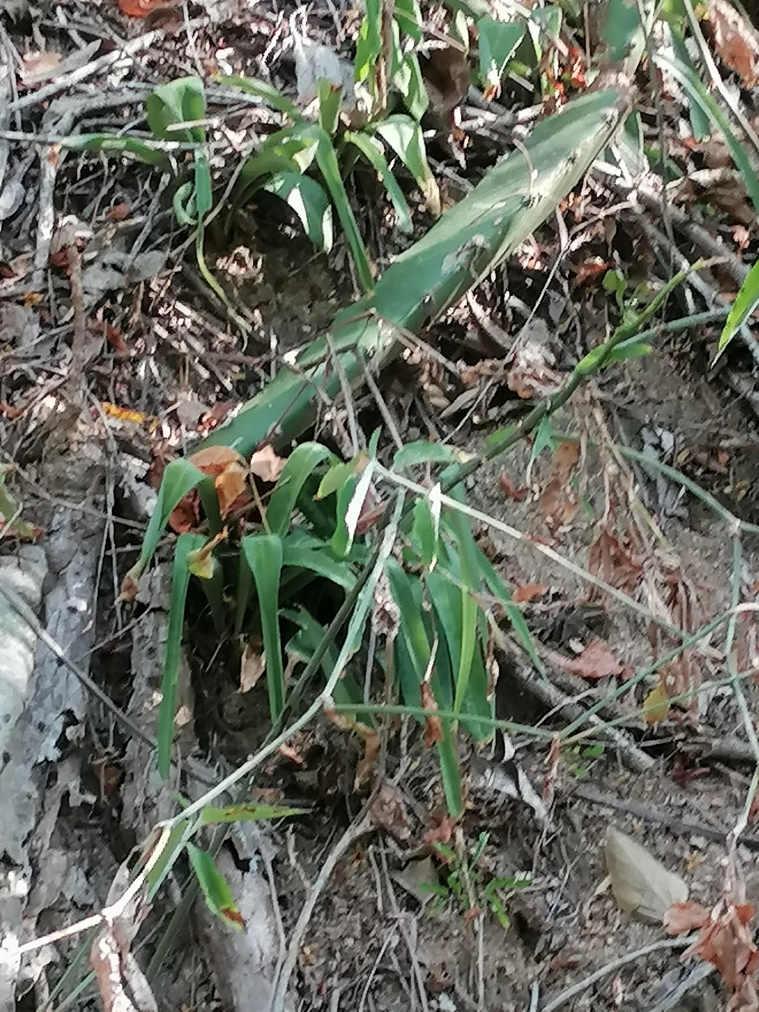 Agave littoralis