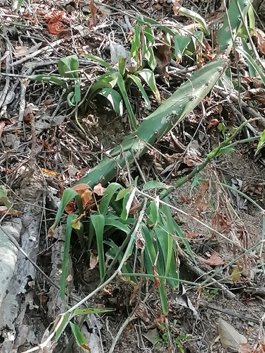 Agave littoralis