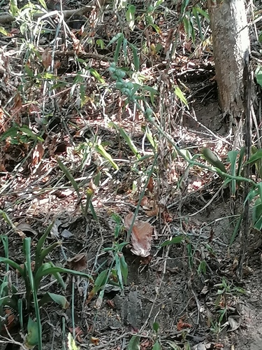 Agave littoralis