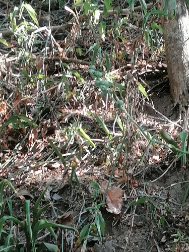 Agave littoralis