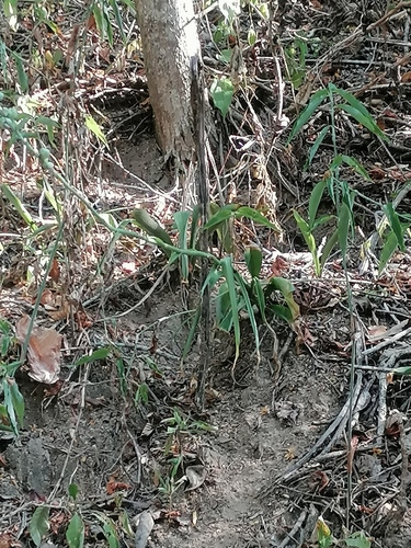 Agave littoralis