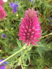 Trifolium purpureum