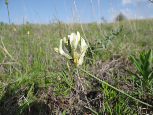Astragalus albicaulis