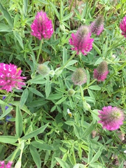 Trifolium purpureum