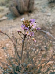 Boechera porphyrea