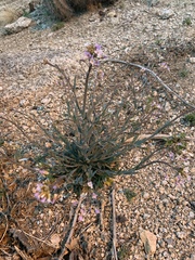 Boechera porphyrea